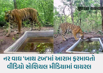 ગુજરાતમાં વાઘનું પુનરાગમન! દાહોદના રતનમહાલના જંગલમાં કેમેરામાં કેદ થયો ટાઈગર | tiger returns gujarat…