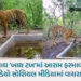 ગુજરાતમાં વાઘનું પુનરાગમન! દાહોદના રતનમહાલના જંગલમાં કેમેરામાં કેદ થયો ટાઈગર | tiger returns gujarat…