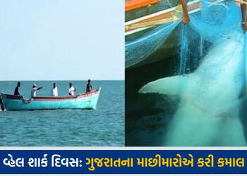 વ્હેલ શાર્ક દિવસ: ગુજરાતના માછીમારો ‘દરિયાની દીકરી’ માટે બન્યા સંરક્ષક, જાણો શિકારમાંથી સંરક્ષણ સુધી…