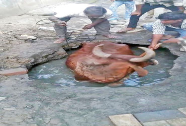 નડિયાદમાં ખૂલ્લી ગટરમાં બાળક પડયા બાદ ગાય પણ ખાબકી | Cow also drowned after child fell into open dra…