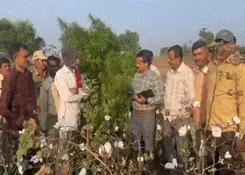 સુરેન્દ્રનગરના સાયલામાંથી લીલા ગાંજાની ખેતી ઝડપાઈ : 2.79 કરોડનો ગાંજાનો જથ્થો SOGની ઝપટે | marijuana…