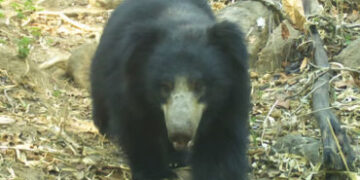 રતનમહાલનું જંગલ મૂળે રીંછોનું રહેઠાણ, ૬૬ જેટલા રીંછોનો વસવાટ | ratanmahal sanctuary is a home of 66 …