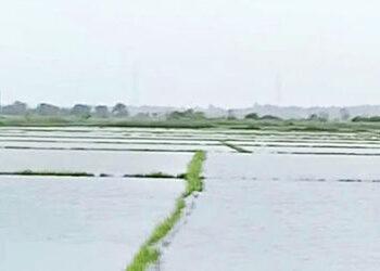 ખેડૂતોની 68,000 અરજી સામે 30,000 અરજી જ મંજૂર : માત્ર 9,071 ખેડૂતોને રૂ. 14.70 કરોડની સહાય ચૂકવાઈ | …