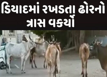 નડિયાદમાં મનપા તંત્ર નિદ્રામાંથી જાગ્યું : રખડતા 370 પશુ પકડાયા | Municipal administration wakes up …
