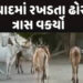 નડિયાદમાં મનપા તંત્ર નિદ્રામાંથી જાગ્યું : રખડતા 370 પશુ પકડાયા | Municipal administration wakes up …
