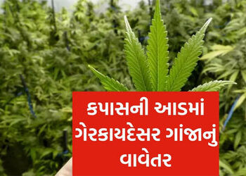 રાણપુરના વાવડી ગામે કપાસની આડમાં ગાંજાનું વાવેતર ઝડપાયું | Marijuana cultivation under the guise of …