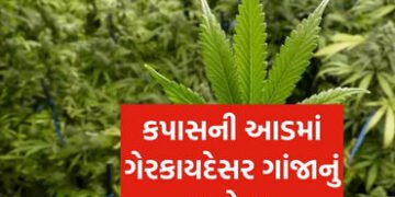 રાણપુરના વાવડી ગામે કપાસની આડમાં ગાંજાનું વાવેતર ઝડપાયું | Marijuana cultivation under the guise of …