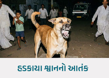 ધાનેરાના કુંવારલા ગામમાં હડકાયા શ્વાને એક જ રાતમાં 13 લોકોને બચકાં ભર્યા, 3 વર્ષની બાળકીની હાલત ગંભી…