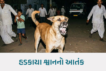ધાનેરાના કુંવારલા ગામમાં હડકાયા શ્વાને એક જ રાતમાં 13 લોકોને બચકાં ભર્યા, 3 વર્ષની બાળકીની હાલત ગંભી…