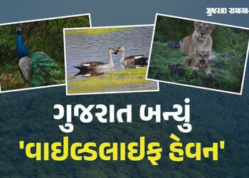 ગુજરાતમાં 891 સિંહ, 2.85 લાખ મોર, યાયાવર પક્ષીઓ 276% વધ્યા, છતાં તેમની સુરક્ષા સામેના પડકારો યથાવત |…