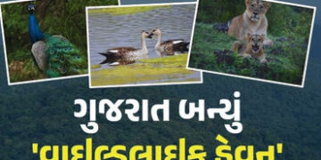 ગુજરાતમાં 891 સિંહ, 2.85 લાખ મોર, યાયાવર પક્ષીઓ 276% વધ્યા, છતાં તેમની સુરક્ષા સામેના પડકારો યથાવત |…