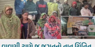 છોટાઉદેપુરમાં ખાતરની અછત: ખેડૂતો કડકડતી ઠંડીમાં રાત્રે 3 વાગ્યાથી લાઈનોમાં ઉભા રહેવા મજબૂર | chhota …