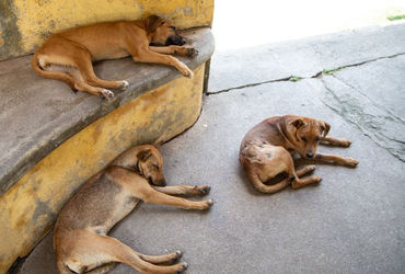 અમદાવાદના દોઢ લાખથી વધુ રખડતાં શ્વાનોના ગળામાં સિંહ જેવા કોલર પટ્ટા પહેરાવાશે | ahmedabad 150k stray…