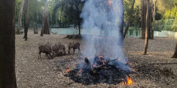 સુરતના સરથાણા નેચર પાર્કમાં રાત્રીની ઠંડીથી પ્રાણીઓને બચાવવા હીટર મુકાયા | Heaters installed to prot…