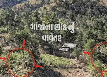VIDEO: સાબરકાંઠાના લાખિયા ગામે રૂ.1.13 કરોડના લીલા ગાંજાનું વાવેતર ઝડપાયું, ડ્રોન સર્વેલન્સમાં થયો પ…