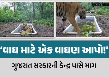 ‘જોઈએ છે એક વાઘણ’: રતનમહાલમાં વસી ગયેલા વાઘ માટે ગુજરાત સરકારે કેન્દ્ર પાસે કરી માગ | Gujarat Govern…