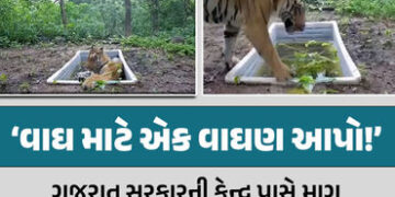 ‘જોઈએ છે એક વાઘણ’: રતનમહાલમાં વસી ગયેલા વાઘ માટે ગુજરાત સરકારે કેન્દ્ર પાસે કરી માગ | Gujarat Govern…