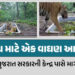 ‘જોઈએ છે એક વાઘણ’: રતનમહાલમાં વસી ગયેલા વાઘ માટે ગુજરાત સરકારે કેન્દ્ર પાસે કરી માગ | Gujarat Govern…