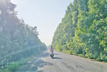 ધોળકાના ઇગોલી રોડ પર કોનોકાર્પસ વૃક્ષો મુદ્દે માનવ અધિકાર આયોગમાં ફરિયાદ | Complaint filed with Huma…