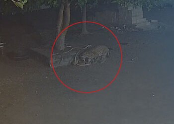 વડિયા પંથકમાં ફફડાટ: સિંહો બાદ હવે દીપડાની દહેશત, હનુમાન ખીજડિયામાં શ્વાનનો શિકાર CCTVમાં કેદ | Leop…