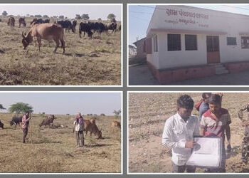 અમરેલીમાં માલધારીઓએ લાંબી લડત બાદ ગૌચર ખુલ્લું કરાવ્યું, સ્વભંડોળના અભાવે સ્વખર્ચે માપણી કરાવી | Amr…
