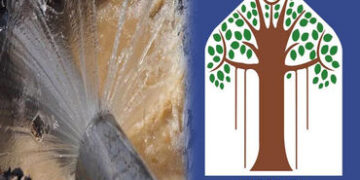 વડોદરા શહેરના નાગરવાડા બાદ પૂર્વ વિસ્તારમાં વાલ્વ તૂટતા પાણીનો વેડફાટ | Water wastage due to broken …