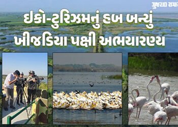 જામનગર: ખીજડિયા રામસર સાઈટમાં પક્ષીઓની પ્રજાતિ વધીને 332 થઈ, એક વર્ષમાં 52,000થી વધુ પ્રવાસીઓ પહોંચ્…