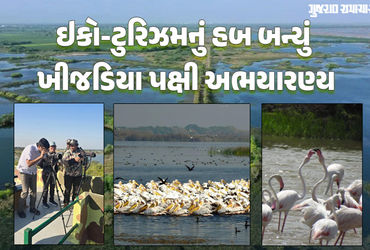 જામનગર: ખીજડિયા રામસર સાઈટમાં પક્ષીઓની પ્રજાતિ વધીને 332 થઈ, એક વર્ષમાં 52,000થી વધુ પ્રવાસીઓ પહોંચ્…