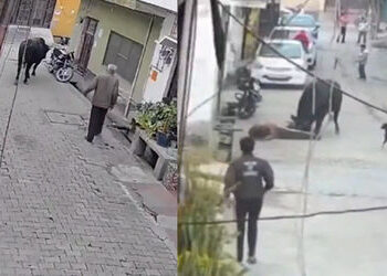 VIDEO: આને કહેવાય આ બેલ મુઝે માર…વર્ષો જૂની કહેવત સાચી ઠરી, વૃદ્ધને ભૂલ ભારે પડી | up bulandshahr …