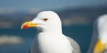 કર્ણાટકના સંવેદનશીલ વિસ્તારમાં ચાઈનીઝ GPSથી સજ્જ પક્ષી મળ્યું, સુરક્ષા એજન્સી એલર્ટ | seagull with g…