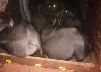 સોલડી ટોલ ટેક્ષ નજીકથી કતલખાને લઈ જવાતા 36 પશુઓને બચાવાયા | 36 animals rescued from being taken to s…