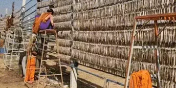 જાફરાબાદનું ‘સફેદ સોનું’: ‘બૂમલા’ માછલીએ જાફરાબાદને વૈશ્વિક નકશા પર અપાવ્યું સ્થાન, વાર્ષિક 450 કરોડ…