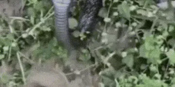 વડોદરા: સયાજીબાગ ઝૂમાં સિંહયુગનો અંત! સર્પદંશથી સિંહણ ‘સમૃદ્ધિ’નું મોત, 5 વર્ષમાં 4 સિંહોના મોતથી તં…