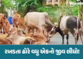 ભાવનગરમાં રખડતા ઢોરના કારણે 21 વર્ષના જૂવાનધોધ દીકરાનું કરૂણ મોત, તંત્રને એક જ સવાલ આખરે ક્યાં સુધી….