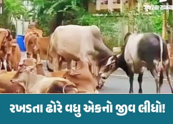 ભાવનગરમાં રખડતા ઢોરના કારણે 21 વર્ષના જૂવાનધોધ દીકરાનું કરૂણ મોત, તંત્રને એક જ સવાલ આખરે ક્યાં સુધી….
