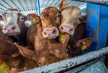 કૈલાશપુરા રોડ પરથી 2 વાહનમાં 5 પશુઓ લઈ જતા 3 શખ્સો ઝડપાયા | 3 people arrested for transporting 5 cat…