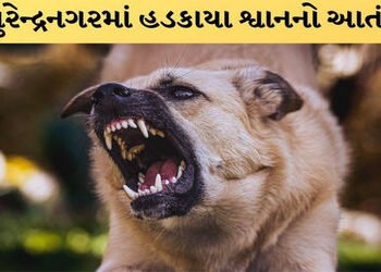 ધ્રાંગધ્રાના રાજપરમાં હડકાયા શ્વાને ભેંસ અને પાડીને બચકાં ભરતા મોત | A rabid dog mauled a buffalo to…