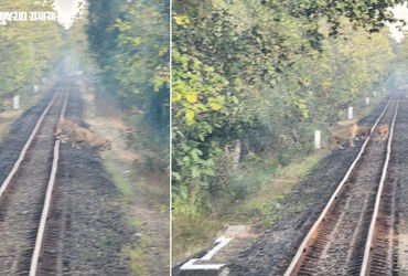 વેરાવળ-જૂનાગઢ પેસેન્જર ટ્રેનના લોકો પાયલટે ઇમરજન્સી બ્રેક લગાવી 6 સિંહોને બચાવ્યા, વન વિભાગે સુરક્ષિ…