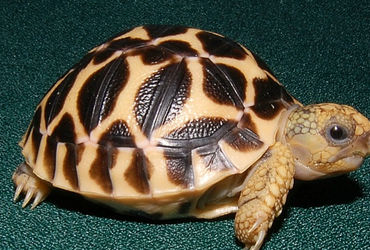 કમાટીબાગમાં કામ કરતા કર્મચારીના મકાનમાંથી બે સ્ટાર કાચબા કબજે | star turtles found from the house of…