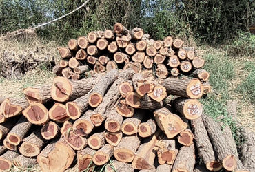 વડોદરા નજીકના તલસટ ગામના સરપંચ વૃક્ષ છેદન બદલ સસ્પેન્ડ | Sarpanch of Talsat village near Vadodara su…