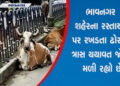 મનપાએ છેલ્લા 12 માસમાં 3,575 રખડતા ઢોર પકડયા, ત્રાસ યથાવત | Municipal Corporation caught 3575 stray …