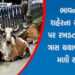 મનપાએ છેલ્લા 12 માસમાં 3,575 રખડતા ઢોર પકડયા, ત્રાસ યથાવત | Municipal Corporation caught 3575 stray …