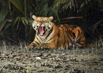 ‘ટાઇગર સ્ટેટ’ ગણાતા મધ્યપ્રદેશમાં ગત વર્ષે 55 વાઘના મોત, જાણો પાંચ વર્ષનો મૃત્યુદર