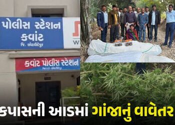છોટાઉદેપુર: સીંગલદા ગામમાં કપાસની આડમાં કરાયેલું ગાંજાનું વાવેતર ઝડપાયું, ખેતર માલિકની અટકાયત | 124 …