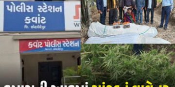 છોટાઉદેપુર: સીંગલદા ગામમાં કપાસની આડમાં કરાયેલું ગાંજાનું વાવેતર ઝડપાયું, ખેતર માલિકની અટકાયત | 124 …