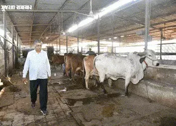 ગૌસેવાથી લાખોની કમાણી: મહેન્દ્રભાઈ બન્યા ગાંધીનગર જિલ્લાના ‘શ્રેષ્ઠ પશુપાલક’, મરઘા રાખ્યા સિક્યુરિટી…