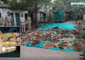 નર્મદા: રાજપીપળાના મંદિરના બંધ રૂમમાંથી મળ્યા વાઘના 37 શંકાસ્પદ ચામડા અને નખ! વન વિભાગ પણ ચોંકી ઉઠ્ય…