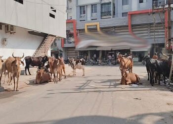 મનપાએ 1 વર્ષમાં 1872 ઢોર પકડયા, છતાં માર્ગ પર ત્રાસ યથાવત્ | Municipal Corporation caught 1872 cattl…