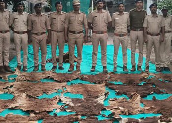 રાજ્યના ઇતિહાસમાં સૌથી મોટો જથ્થો મળ્યાનો દાવો રાજપીપળા નજીક મંદિરના એક રૃમમાંથી વાઘનું ચામડું, નખ મ…