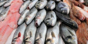 મધ્ય ગુજરાતના પાંચ જિલ્લાના ૪૦૦ તળાવોમાં માછલીઓની ૪૨ પ્રજાતિઓ મળી | 42 species of fish found in pond…